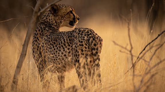 Male cheetah spotted in the Etosha National Park