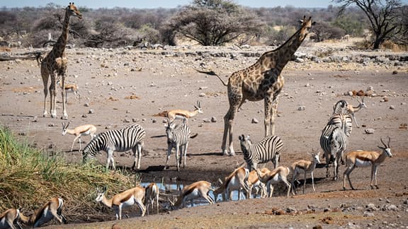 Waterhole at the Etosha Park with Giraffe, Springbuck and Zebras