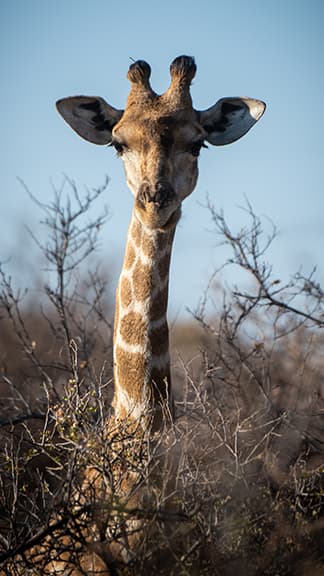 A Giraffe sticking it's head out of the trees and bushes