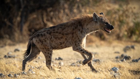 Hyena running across the landscape