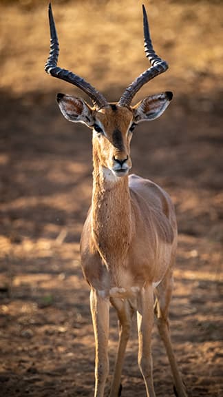A common impala on the lodge farmlands