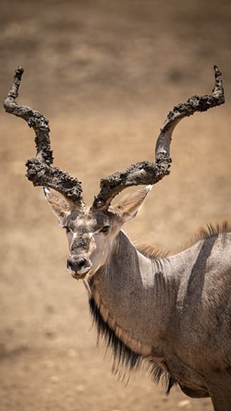 A Kudu bull with mud on the horns spotted on a game drive