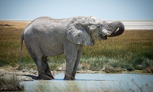 Elephant drinking water at a waterhole in Etosha