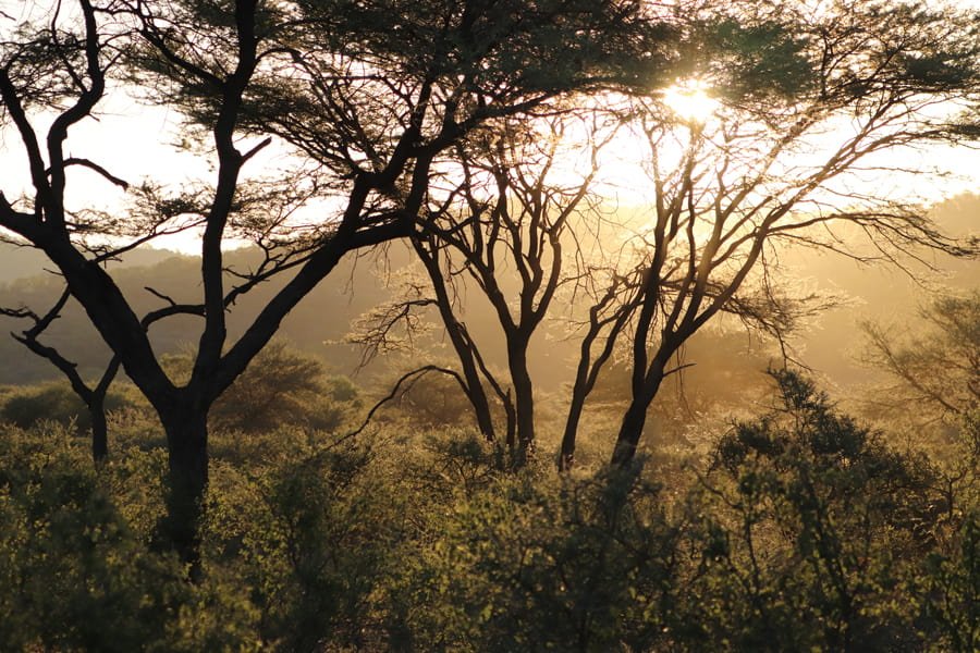 game safari namibia