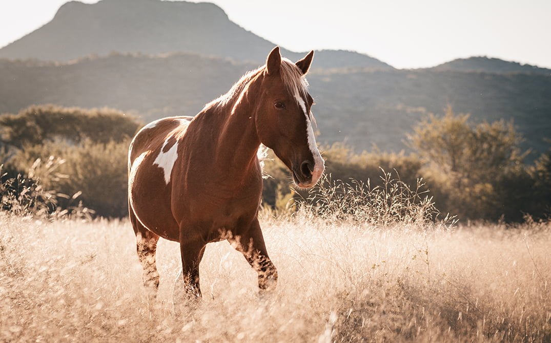 Horse-riding-safaris-gallery-3