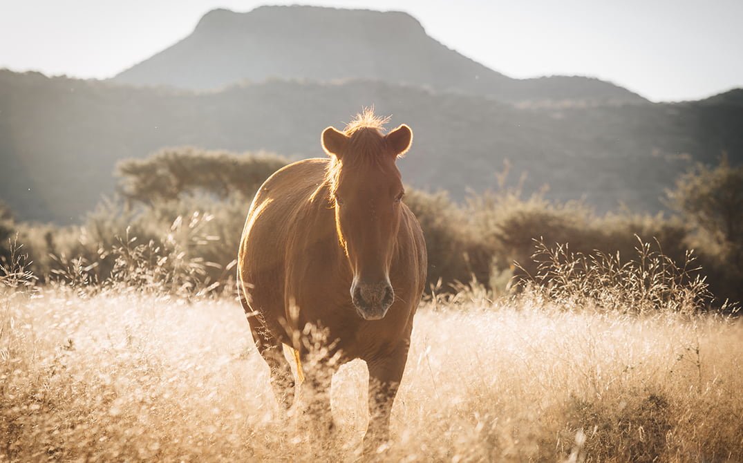 Horse-riding-safaris-gallery-8