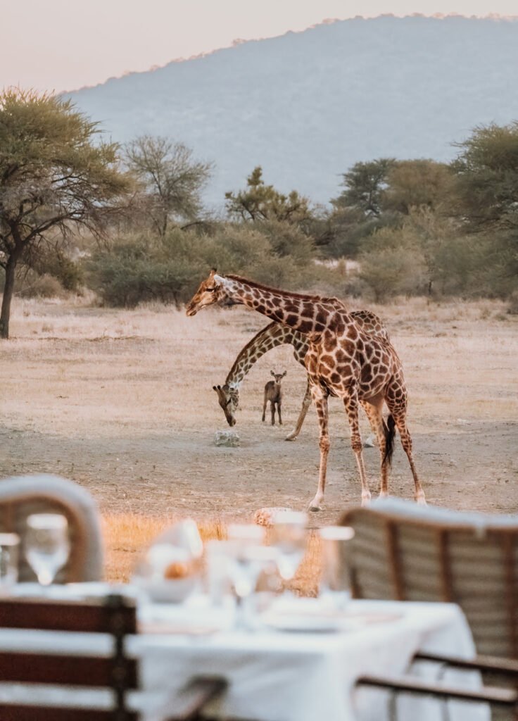 Dining table at Gabus Safari Lodge Namibia with a waterhole view where Giraffes are standing