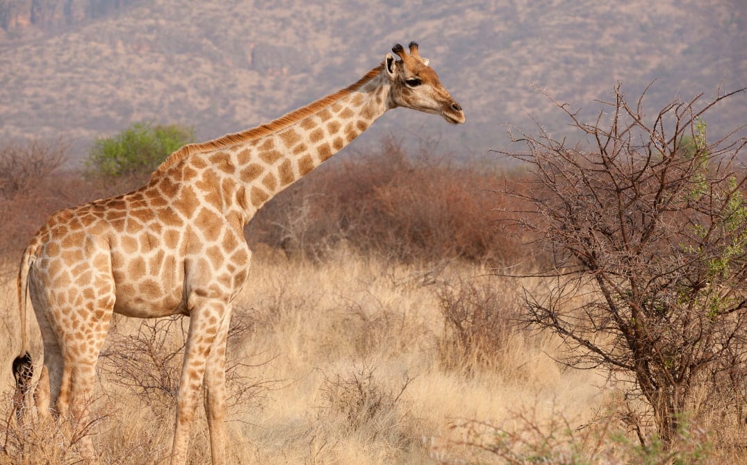 Safari Drives Namibia (2)